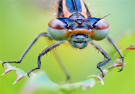 Incredible High Quality Macro Photography of Insects [20 Pics] | I Like ...