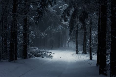 Winter Forest Wallpaper (62+ images)