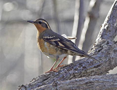 Varied Thrush, female or subad male? | Traveling the Bald Hi… | Flickr