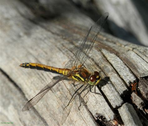 Odonata Free Stock Photo - Public Domain Pictures