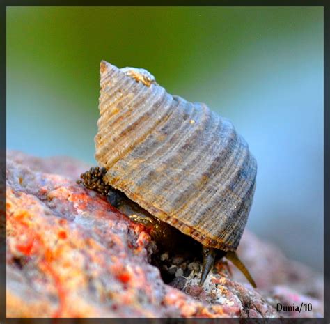 My first snail (Mi primer caracol) | Look how beautiful his … | Flickr