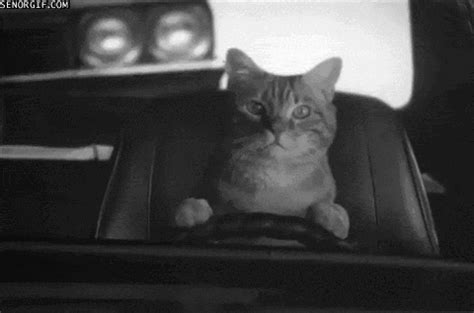 WTF MOMENT | Presidential Election 2012 & Cats Driving Cars