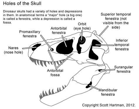 Pin on Dinosaurs and pterosaurs