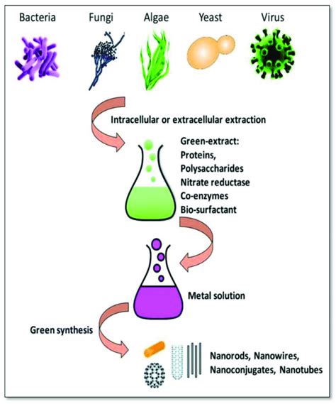 Biological approach to nanoparticle synthesis [26]. | Download ...