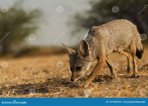 Indian fox stock image. Image of forest, indian, carnivor - 137558745