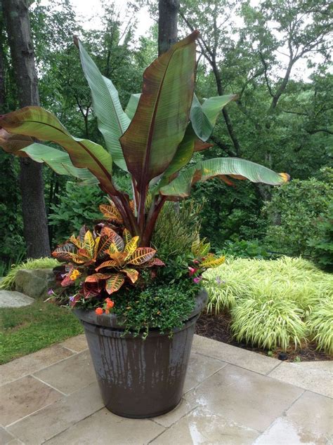 #elegance #tropical Tropical elegance. | Patio plants, Garden containers, Shade garden