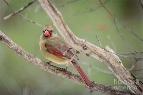 Female Cardinal Feeding Photograph by Cathy Fitzgerald - Pixels