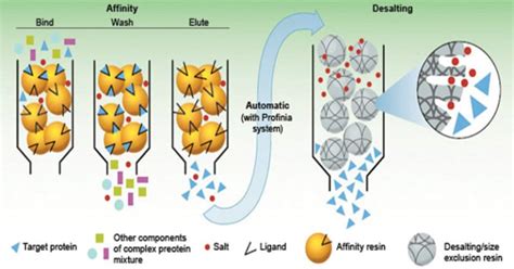 Affinity Chromatography- Definition, Principle, Parts, Steps, Uses