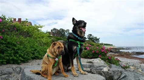 Rhode Island's Top Pet Friendly Attraction: Newport Cliff Walk