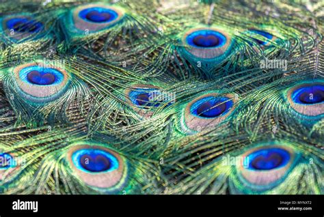 Indian peafowl feathers hi-res stock photography and images - Alamy