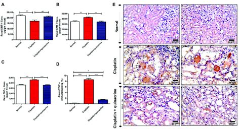 Quinacrine attenuated cisplatin-induced dysregulation of SIRT-1, ICAM-1... | Download Scientific ...