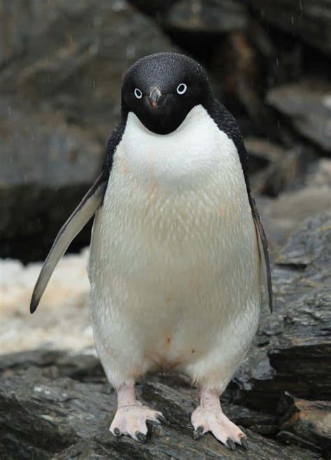 Picture 4 of 11 - Adelie Penguin (Pygoscelis Adeliae) Pictures & Images ...