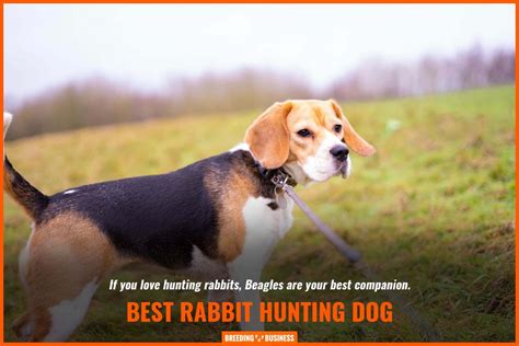 20 Best Hunting Dogs With Their Specialty – Hogs, Rabbits, Birds, Grouse