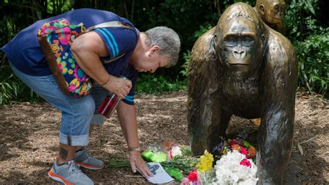 Harambe the gorilla dies, meat-eaters grieve - Los Angeles Times