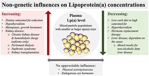 Lipoprotein(a): A less understood but critical risk factor for heart disease