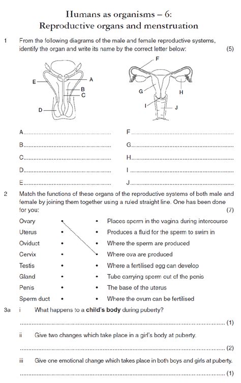 Reproductive System worksheet