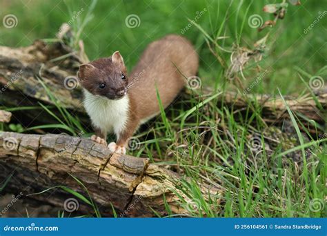 A Stoat, Mustela Erminea, Hunting Around for Food in a Pile of Logs. Stock Image - Image of ...