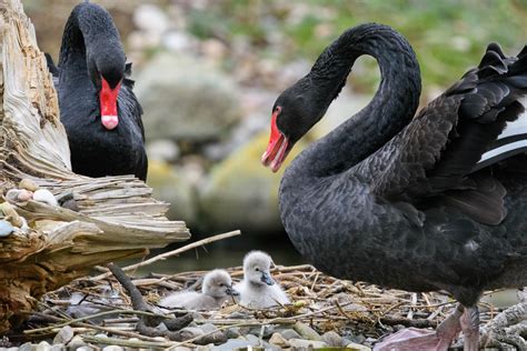 Black swan cygnets | WWT