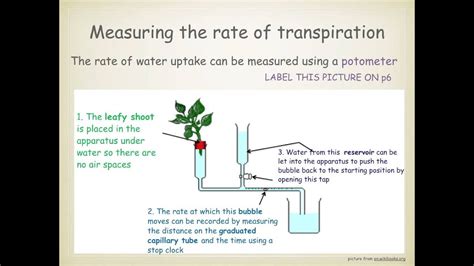 IGCSE. 2.8 transpiration - YouTube