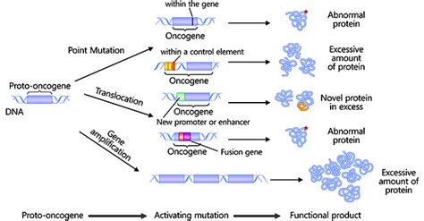 Oncogenes and Cancer - Cusabio