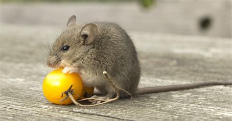 Rodents Pictures - AZ Animals