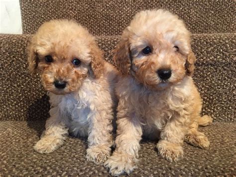 Miniature Poodle Puppies For Sale | Seattle, WA #192177