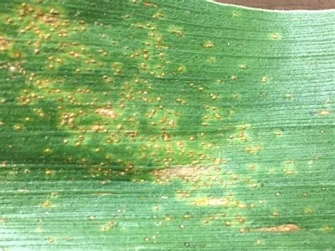 Southern Corn Rust Confirmed | Burke County Ag News