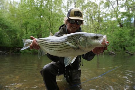 Pro Tips: How to Catch Freshwater Stripers in Spring - Xpert Fly Fisher