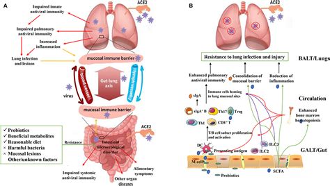 Frontiers | Intestinal Flora as a Potential Strategy to Fight SARS-CoV-2 Infection