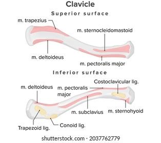 Clavicle Muscle Attachments