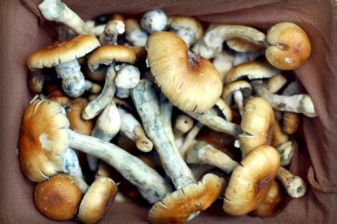 Oregon to Vote on Legalizing Psychedelic Mushrooms, Creating ...