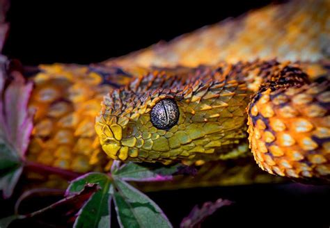 Atheris squamigera, variable bush viper re-edit por Darrell Raw - Foto 223816069 / 500px | Viper ...