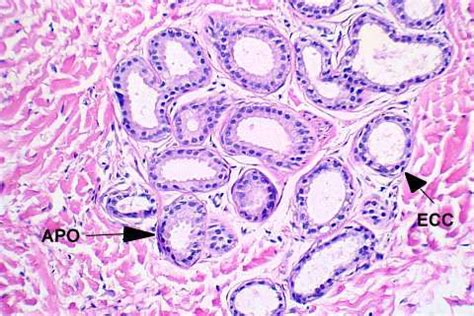 Apocrine Gland Histology