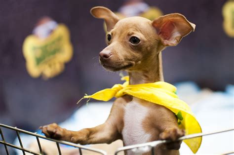 Behind the scenes of the Puppy Bowl | Page Six