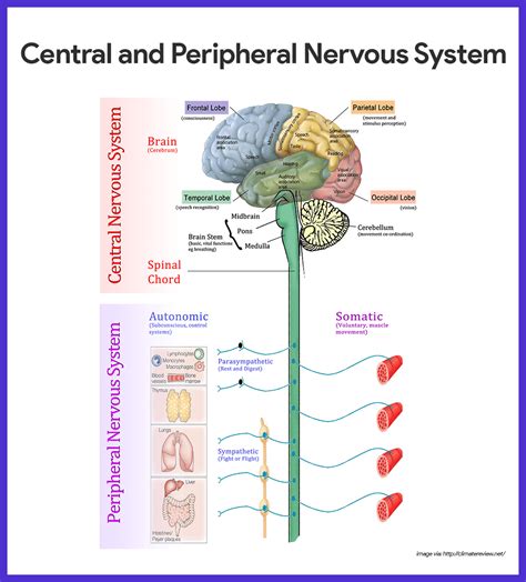 Central Nervous System Diagram Brain And Spinal Cord - Central Nervous System Development And ...