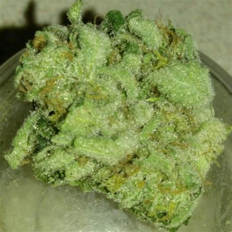 Exodus Cheese Weed Strain Information | Leafly