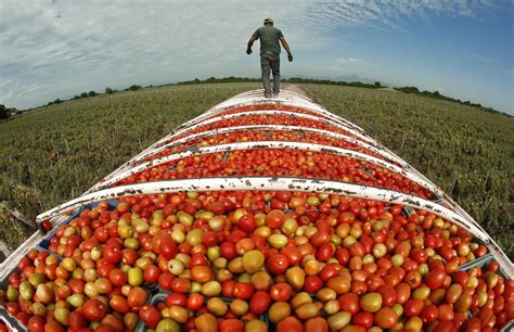 U.S. blocks tomato loads from Mexican farms accused of abuse - Los Angeles Times