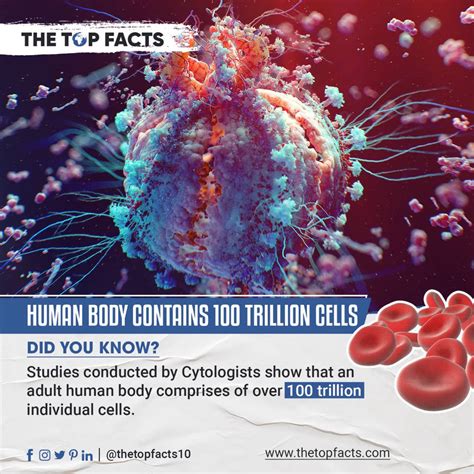 Human Body Contain 100 Trillion Cells by AliHassan44 on DeviantArt