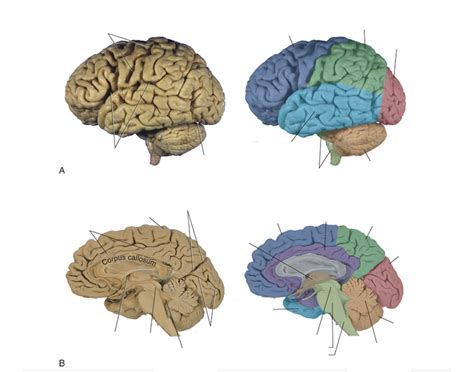 Major regions and landmarks of the brain Quiz