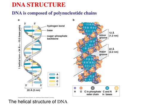 PPT - DNA STRUCTURE PowerPoint Presentation, free download - ID:2311248