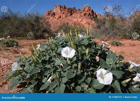 White desert flowers stock image. Image of flower, white - 71383137