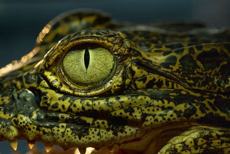 Want to know why a crocodile has three eyelids? | photography | Agenda | Phaidon