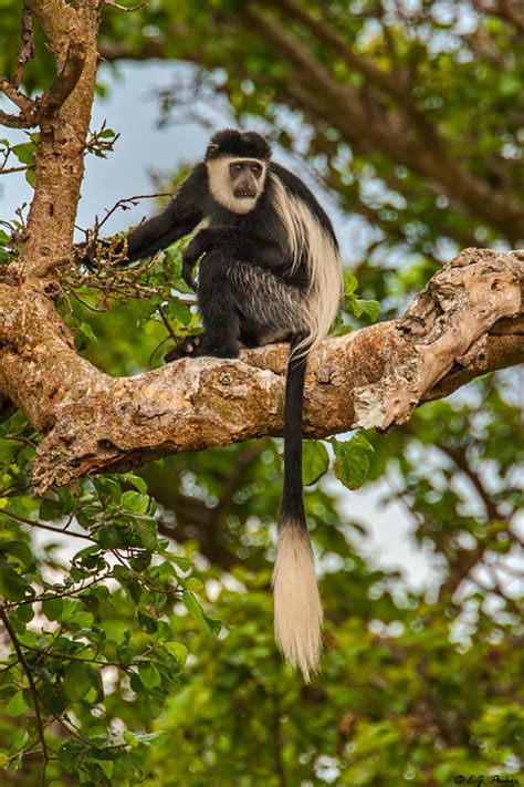 Colobus Monkey Page