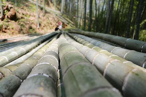 How farming with bamboo can combat climate change – The GFAiR Blog