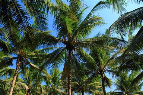 Pohon kelapa by Mix Photo / 500px