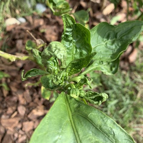 Bell Pepper Plant Leaves Curling Up - Garden Plant