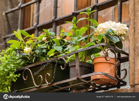 Green balcony plants Stock Photo by ©Shebeko 142672175