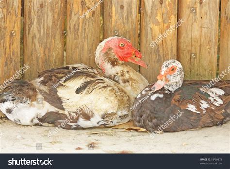 Close Hybrid Turkey Duck Stock Photo 18799873 - Shutterstock