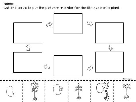 Life Cycle Of A Plant Worksheet 2nd Grade