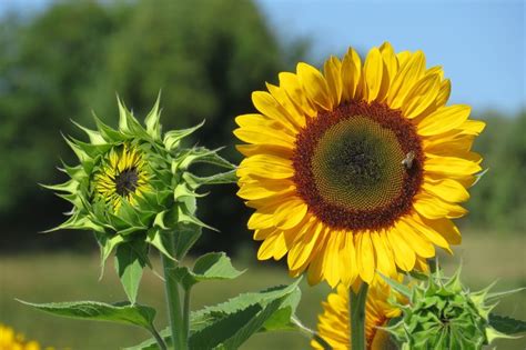 History Of The Sunflower | Nuseed Europe